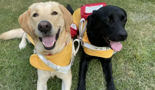 盲導犬協会への寄附